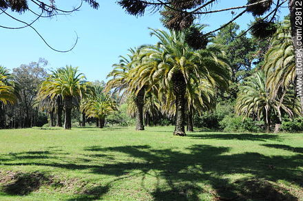 Palmeras en el Parque de Vacaciones - Departamento de Lavalleja - URUGUAY. Foto No. 29812