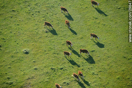 Cows in the green field. Shadows from the air - Department of Rocha - URUGUAY. Photo #29847