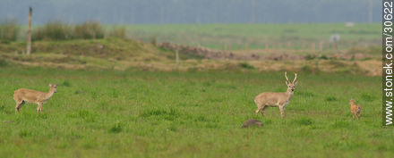 Wild deer family - Fauna - MORE IMAGES. Photo #30622