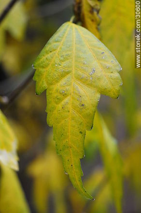 Autumn leaf - Flora - MORE IMAGES. Photo #30600