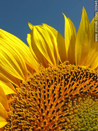 Sunflower -  - URUGUAY. Photo #30946