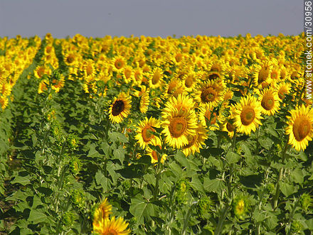 Sunflowers - Flora - MORE IMAGES. Photo #30956