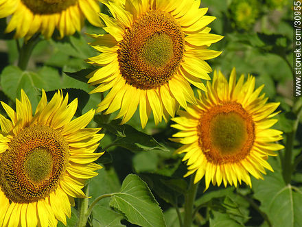 Sunflowers - Flora - MORE IMAGES. Photo #30955