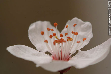 Flower of a plum tree - Flora - MORE IMAGES. Photo #31679