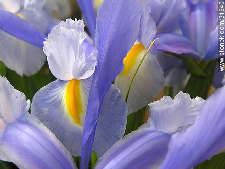 Iris - Flora - IMÁGENES VARIAS. Foto No. 31940
