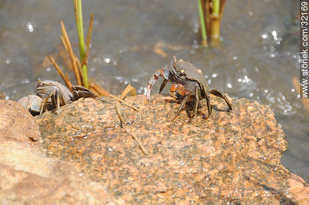 Crabs - Fauna - MORE IMAGES. Photo #32169