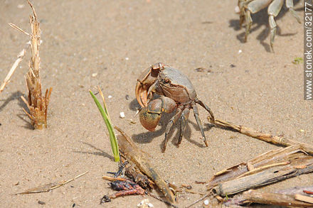 Crab - Fauna - MORE IMAGES. Photo #32177