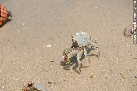 Crab - Fauna - MORE IMAGES. Photo #32178