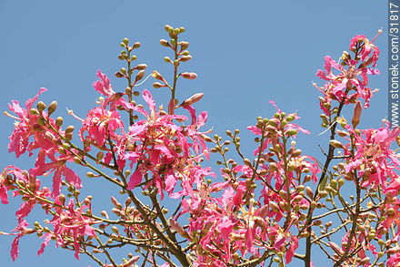 Palo Borracho en flor - Flora - IMÁGENES VARIAS. Foto No. 31817
