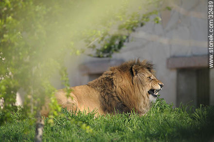 Lecocq zoo. Lion. - Department of Montevideo - URUGUAY. Photo #32489