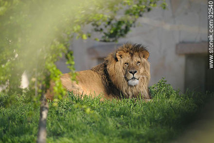 Lion. - Department of Montevideo - URUGUAY. Photo #32540