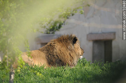 Lecocq zoo. Lion. - Department of Montevideo - URUGUAY. Photo #32480