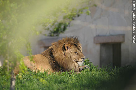 Lecocq zoo. Lion. - Department of Montevideo - URUGUAY. Photo #32481
