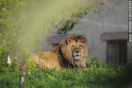 Lecocq zoo. Lion. - Fauna - MORE IMAGES. Photo #32483