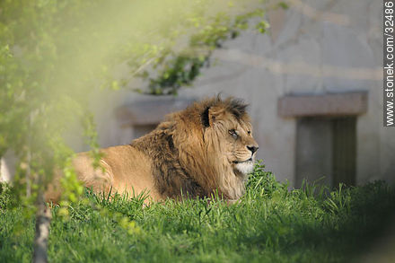Lecocq zoo. Lion. - Department of Montevideo - URUGUAY. Photo #32486