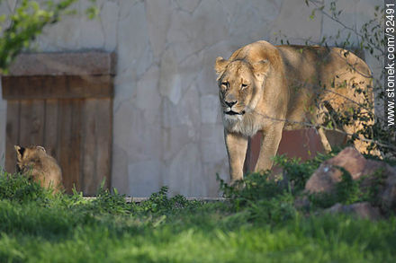 Lecocq zoo. Female lion. - Department of Montevideo - URUGUAY. Photo #32491