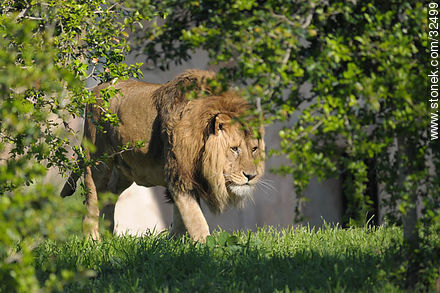 Lecocq zoo. Lion. - Department of Montevideo - URUGUAY. Photo #32499