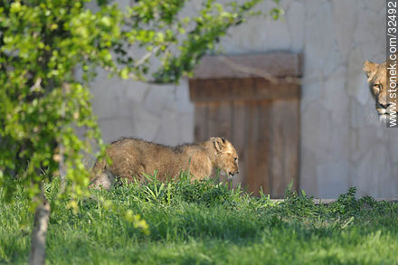 Lecocq zoo.Lion cub. - Department of Montevideo - URUGUAY. Photo #32492