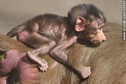 Lecocq zoo. Baby baboon. - Department of Montevideo - URUGUAY. Photo #32393