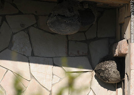 Lecocq zoo. Wasps’ nest. - Department of Montevideo - URUGUAY. Photo #32372