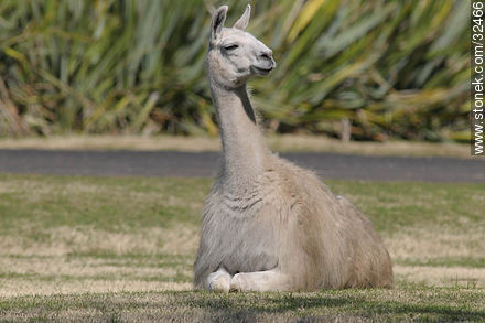 Lecocq zoo. Llama. - Department of Montevideo - URUGUAY. Photo #32466