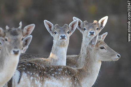 Lecocq zoo. Fallow Deer (Dama dama) - Fauna - MORE IMAGES. Photo #32347