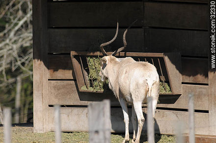 Lecocq zoo. Addax, also known as the screwhorn antelope. - Department of Montevideo - URUGUAY. Photo #32330