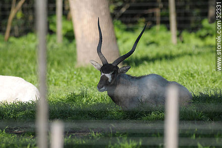 Lecocq zoo. Addax, also known as the screwhorn antelope. - Department of Montevideo - URUGUAY. Photo #32331