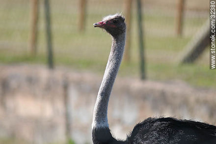 Lecocq zoo. Ostrich. - Fauna - MORE IMAGES. Photo #32380