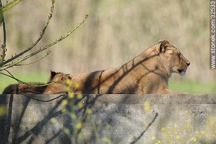 Lecocq zoo. Lioness and its cub. - Department of Montevideo - URUGUAY. Photo #32533