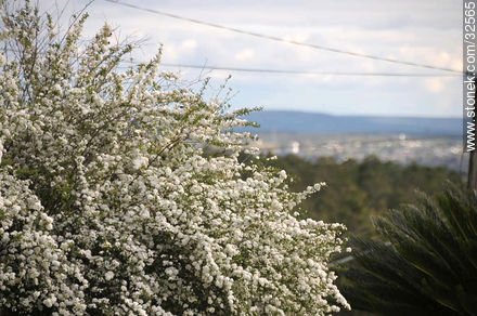 Arbusto florido en Iporá - Departamento de Tacuarembó - URUGUAY. Foto No. 32565