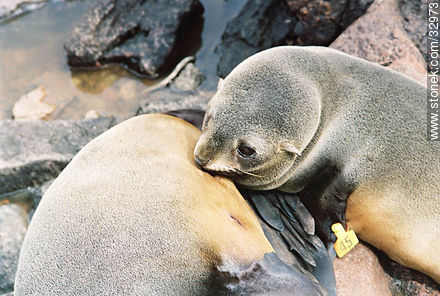 Female sea wolf or sea lion breastfeeding its baby. - Punta del Este and its near resorts - URUGUAY. Photo #32973