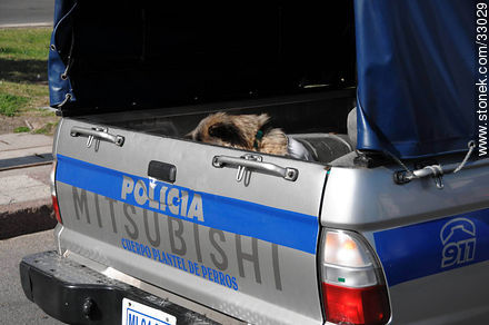 Cuerpo del plantel de perro de la policía en el Día de los Animales. Montevideo, Uruguay. - Fauna - IMÁGENES VARIAS. Foto No. 33029