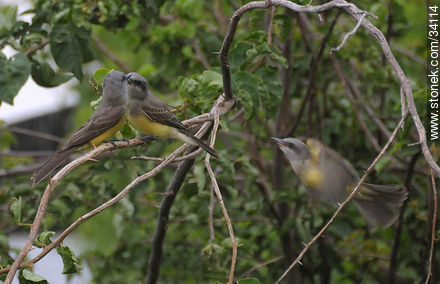 Tropical Kingbird - Fauna - MORE IMAGES. Photo #34114