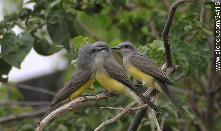 Tropical Kingbird - Fauna - MORE IMAGES. Photo #34116