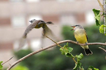 Tropical Kingbird - Fauna - MORE IMAGES. Photo #34048