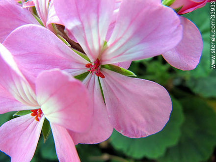 Geranium flower - Flora - MORE IMAGES. Photo #33933