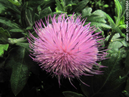 Thistle flower - Flora - MORE IMAGES. Photo #34664