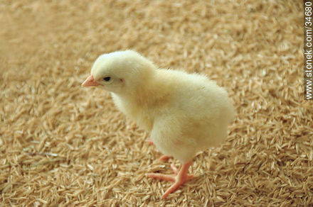 Chick - Fauna - MORE IMAGES. Photo #34680
