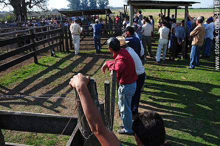 Ranching auction. - Department of Colonia - URUGUAY. Photo #34915