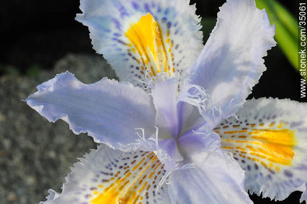 Iris - Flora - MORE IMAGES. Photo #35061