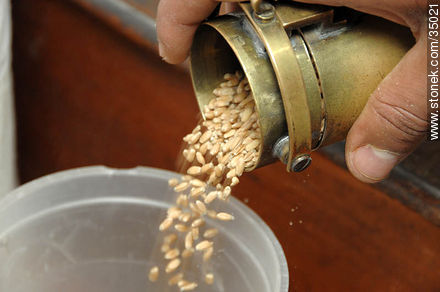 Wheat grains - Rio Negro - URUGUAY. Photo #35021