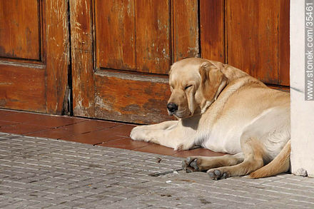 Perro labrador durmiendo una siesta - Departamento de Río Negro - URUGUAY. Foto No. 35461