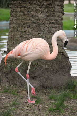 Chilean Flamingo in Durazno zoo. - Fauna - MORE IMAGES. Photo #35825