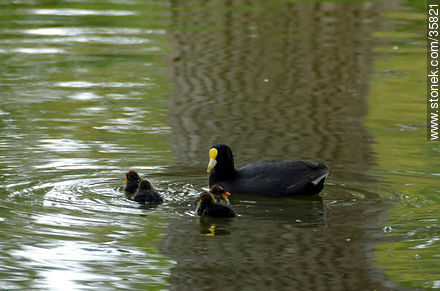 Coot white-winged family in Durazno zoo. - Fauna - MORE IMAGES. Photo #35821