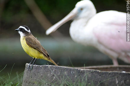 Great kiskadee and roseate spoonbill in Durazno zoo. - Fauna - MORE IMAGES. Photo #35796