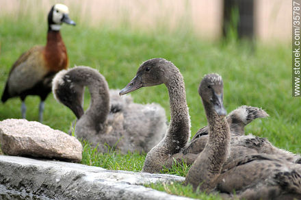 Cisnes negros juveniles. Zoológico de Durazno. - Departamento de Durazno - URUGUAY. Foto No. 35787