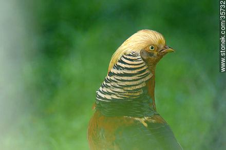 Golden or chinese pheasant - Durazno - URUGUAY. Photo #35732
