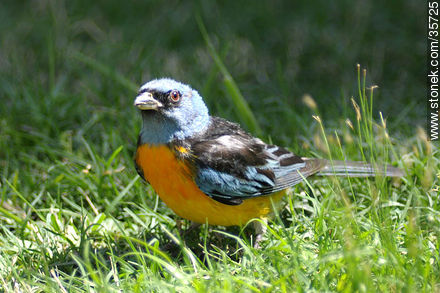 Naranjero o sietecolores. Zoológico de Durazno. - Fauna - IMÁGENES VARIAS. Foto No. 35725