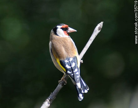 European Goldfinch. Durazno zoo. - Fauna - MORE IMAGES. Photo #35719